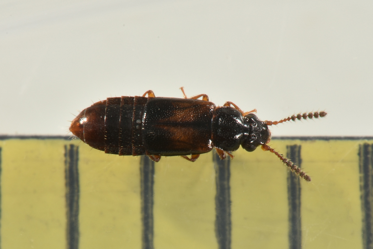 Staphylinidae: Paraphloeostiba sp? No, Xylostiba bosnica